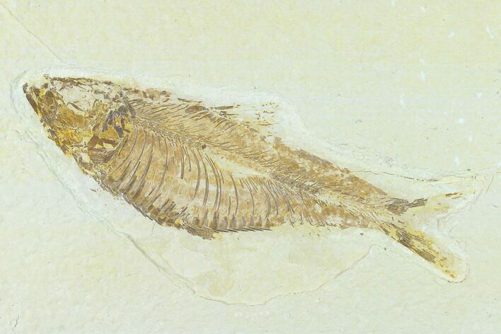 Fossil Fish (Knightia) - Green River Formation #133956